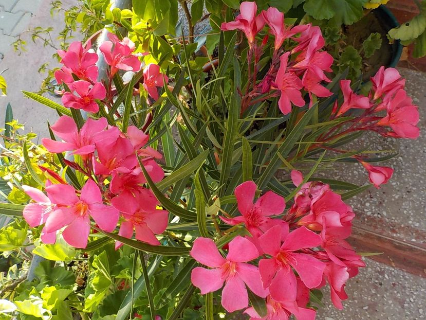  - papa gambeta nr 17