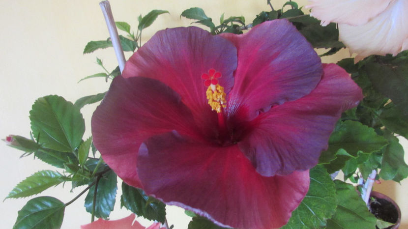  - Hibiscus 2017