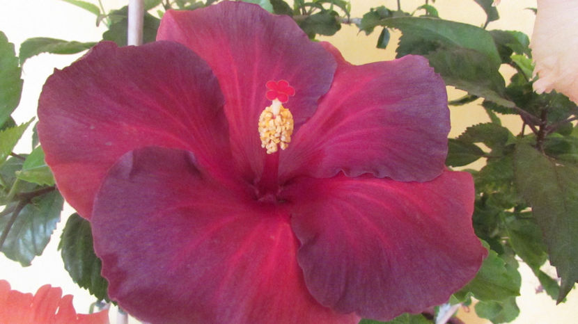  - Hibiscus 2017