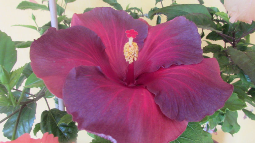  - Hibiscus 2017