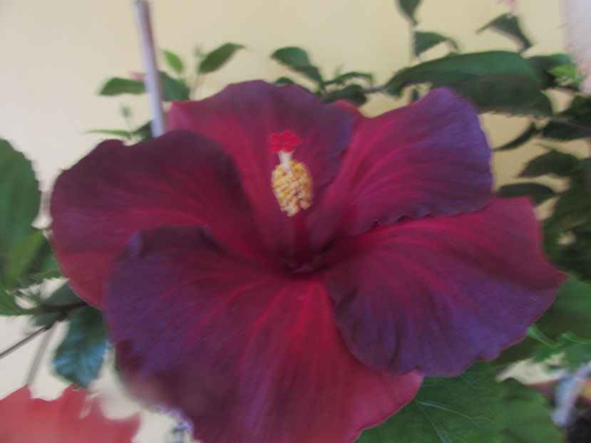  - Hibiscus 2017