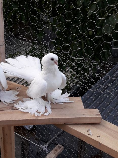 Mascul 2017 Nr 2 - Tineret 2017