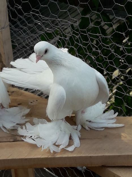 Mascul 2017 Nr 2 - Tineret 2017