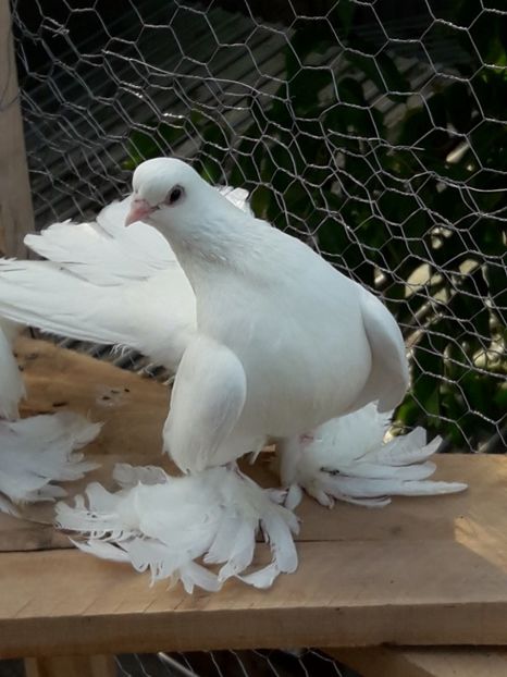 Tot el - Tineret 2017