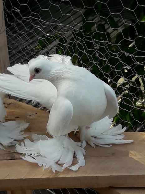 Tot el - Tineret 2017