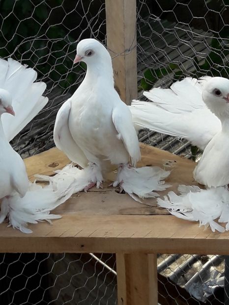 Femela 2017 Nr 2 - Tineret 2017