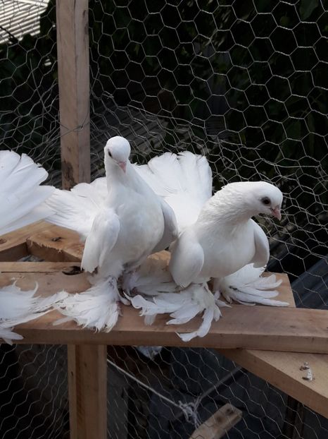 Masc si fem nr 2 - Tineret 2017