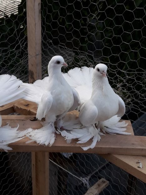 Fem nr 2 stanga si masc nr 2 dreapta - Tineret 2017