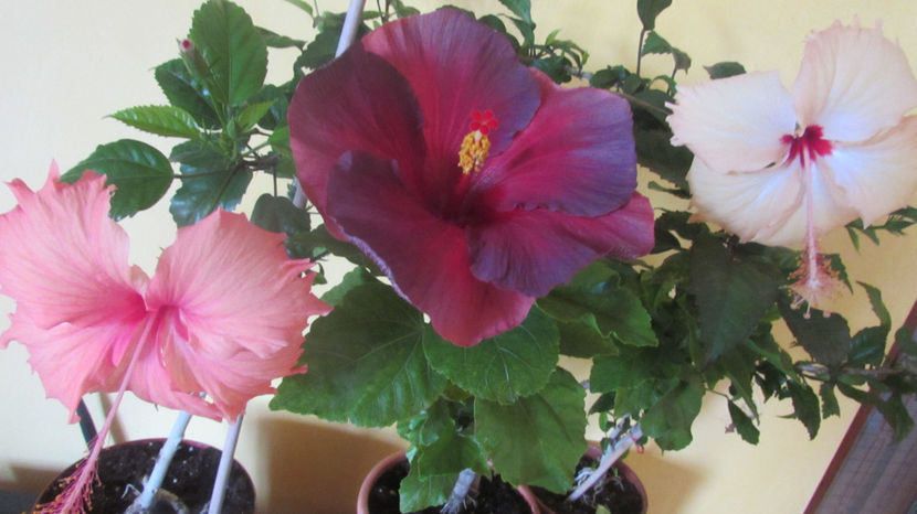  - Hibiscus 2017