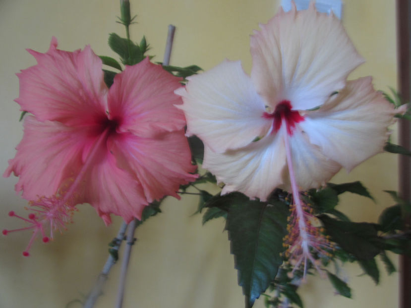  - Hibiscus 2017