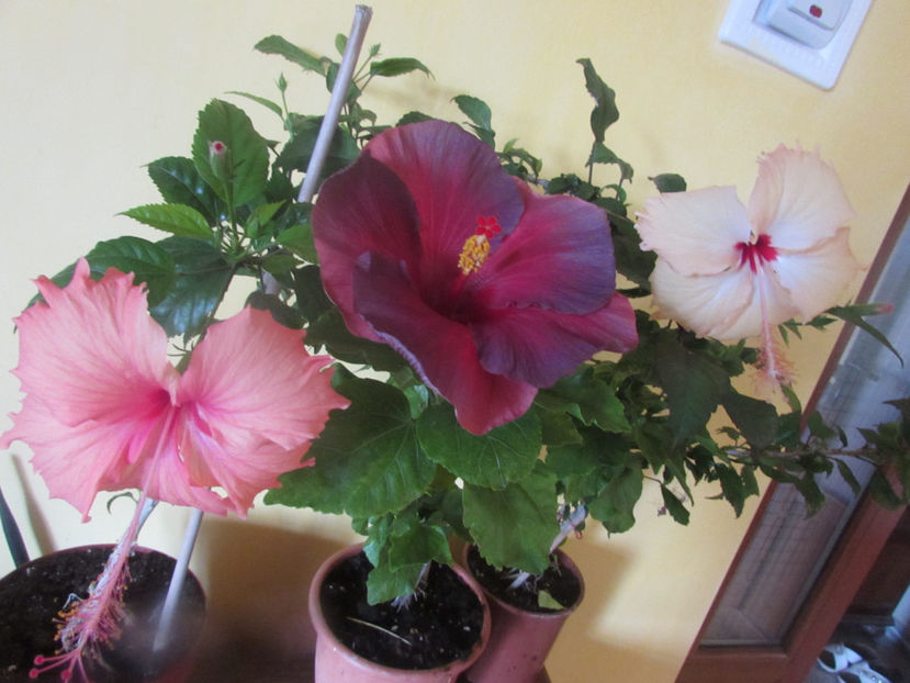  - Hibiscus 2017