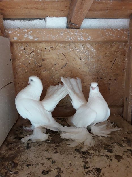 Perechea 3 . Matca - Tineret 2017