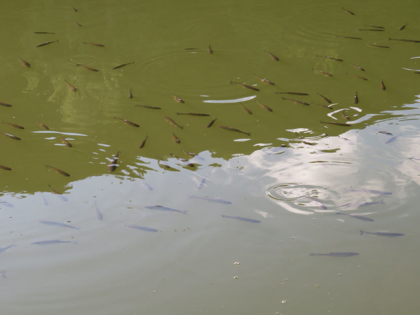  - O altă pasiune - fotografia