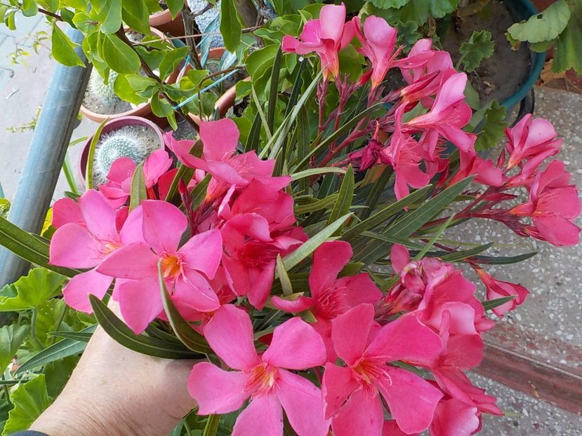  - papa gambeta nr 17