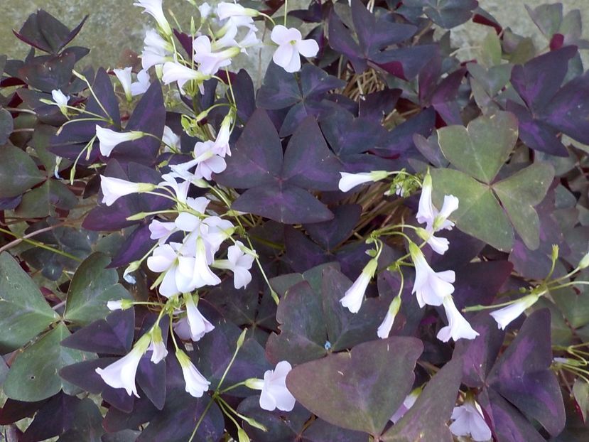  - oxalis