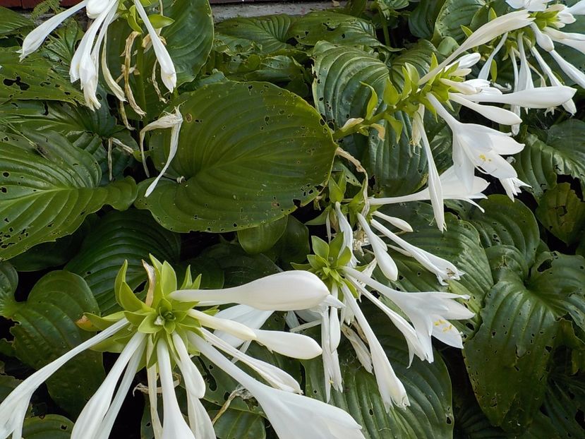  - hosta