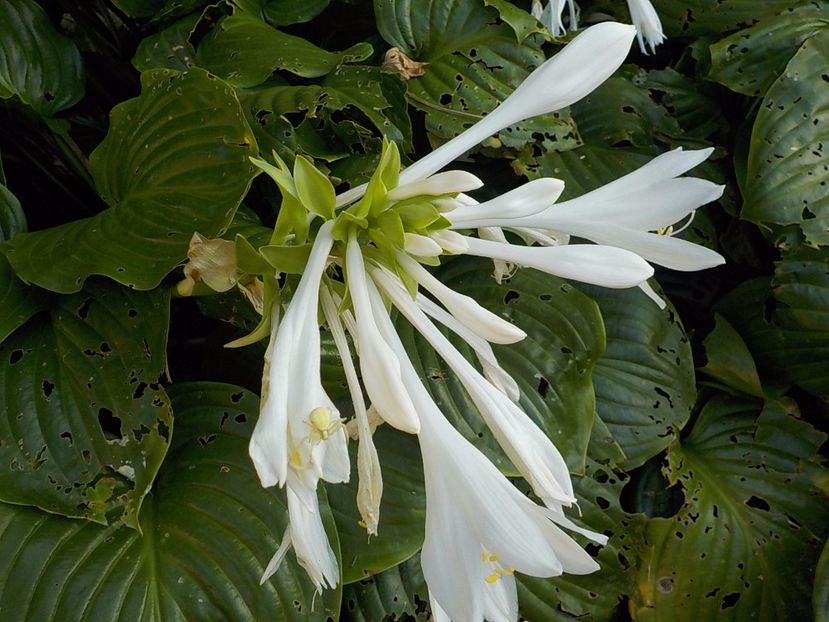  - hosta