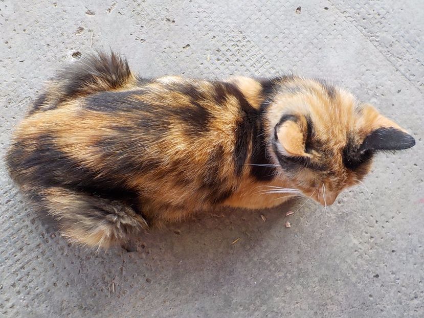  - Animalutele mele