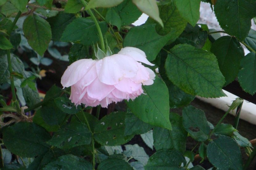  - The Wedgewood Rose