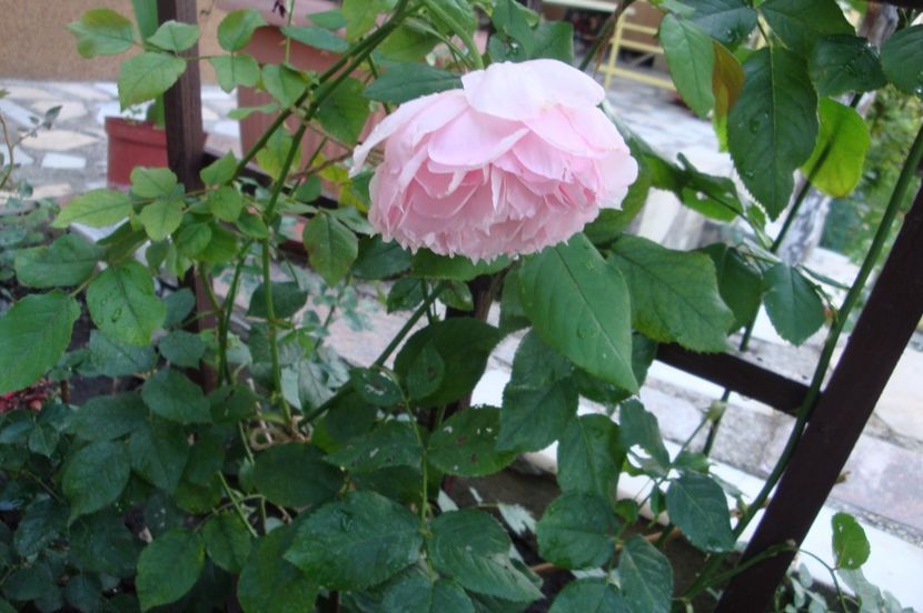  - The Wedgewood Rose