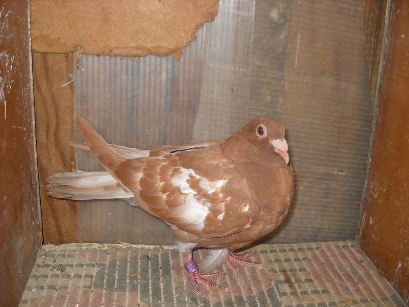 De la ADI POP -DECEDAT -DA CLIC PE POZA - UNDEVA IN SUCEAVA arhiva