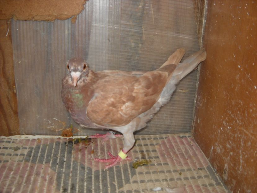 F.2016 - PORUMBEI VANDUTI