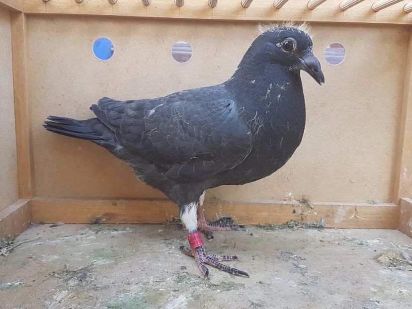 2017. 50 lei - DE VANZARE 05