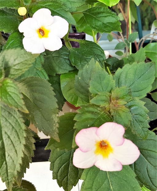 Van Gogh - Achimenes