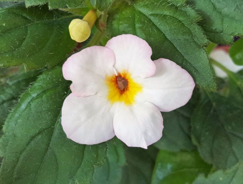 Van Gogh - Achimenes