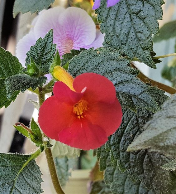 Caligula - Achimenes