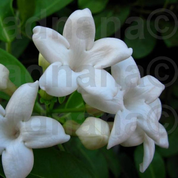  - Iasomie de Madagascar Jasmine - Stephanotis Vine - Epuizat