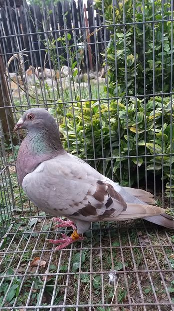  - culori rare la porumbei voiajori