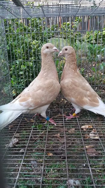  - voiajori colorati matca 2018