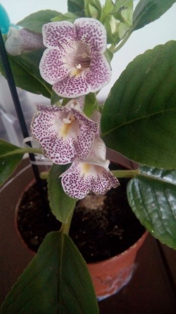  - Mini Sinningia 2017