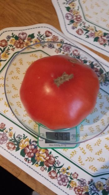 Record 20 aug 2017 - Tomate 2017