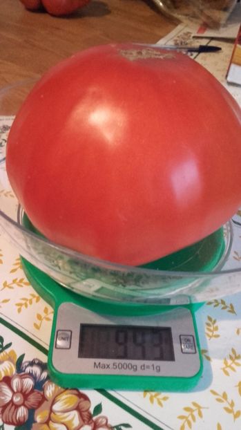Record rosie uriasa 20 aug 2017 - Tomate 2017
