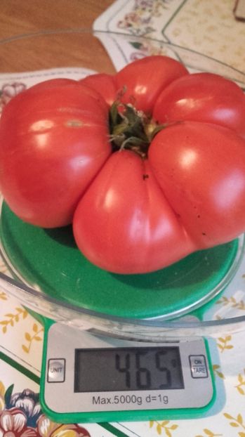 Rosie mai mica aug 2017 - Tomate 2017