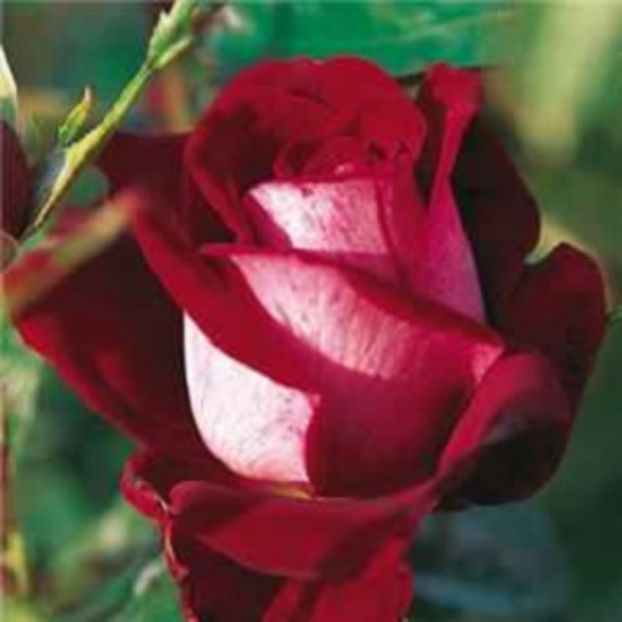 alleluia - Trandafiri Delbard
