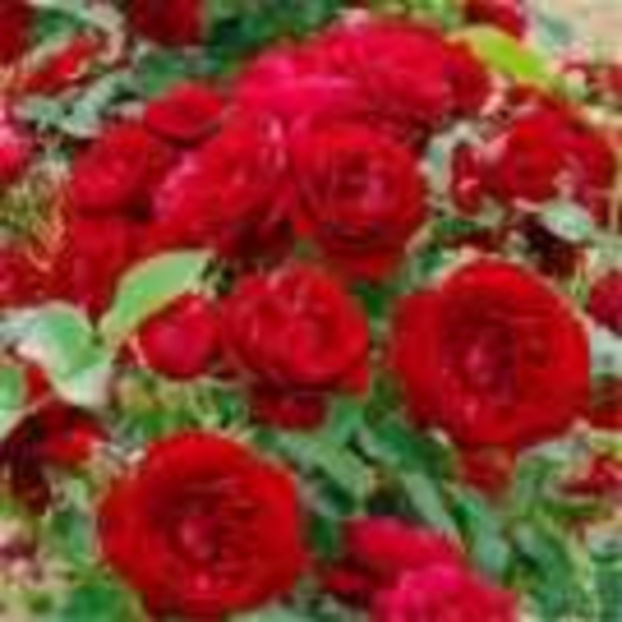 coeurs-de-vendee - Trandafiri Delbard