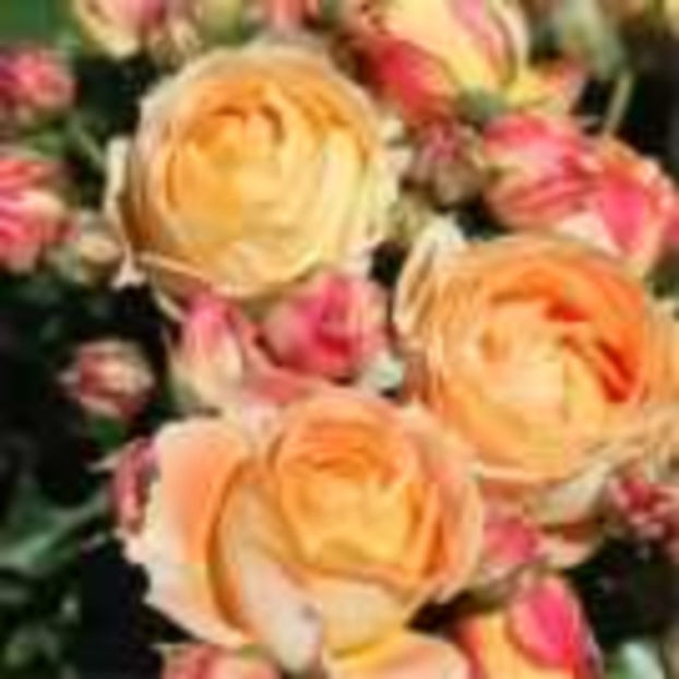 dolce-vita-racines - Trandafiri Delbard