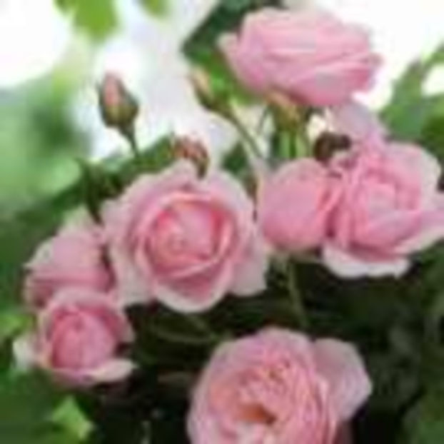 nahema-racines - Trandafiri Delbard