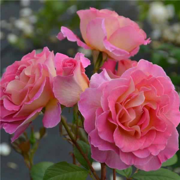 pink-paradise - Trandafiri Delbard