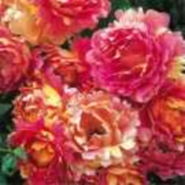rose-des-cisterciens - Trandafiri Delbard