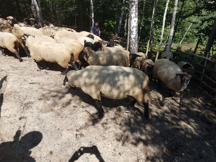 IMG-20170731-WA0002 - Suffolk 2017