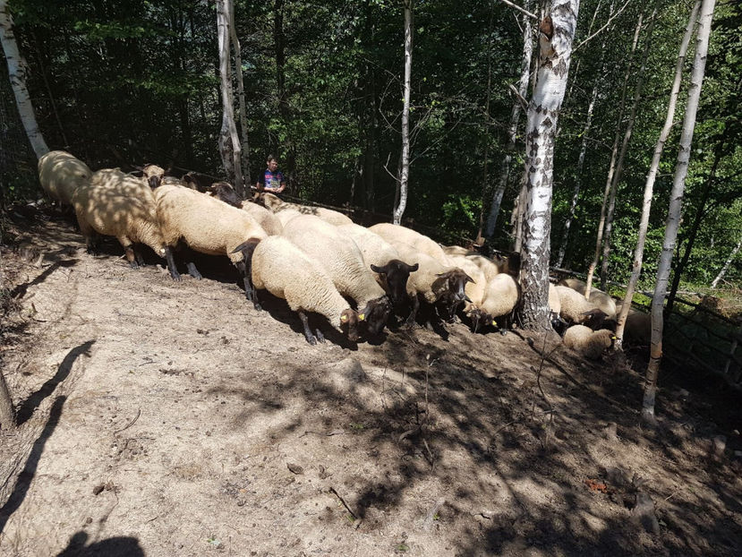 IMG-20170731-WA0006 - Suffolk 2017