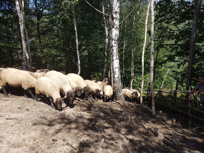 IMG-20170731-WA0008 - Suffolk 2017