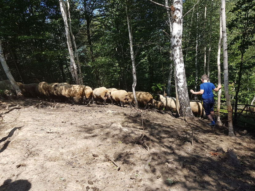 IMG-20170731-WA0009 - Suffolk 2017