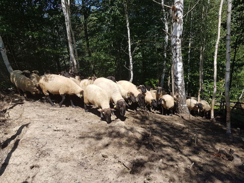 IMG-20170731-WA0011 - Suffolk 2017