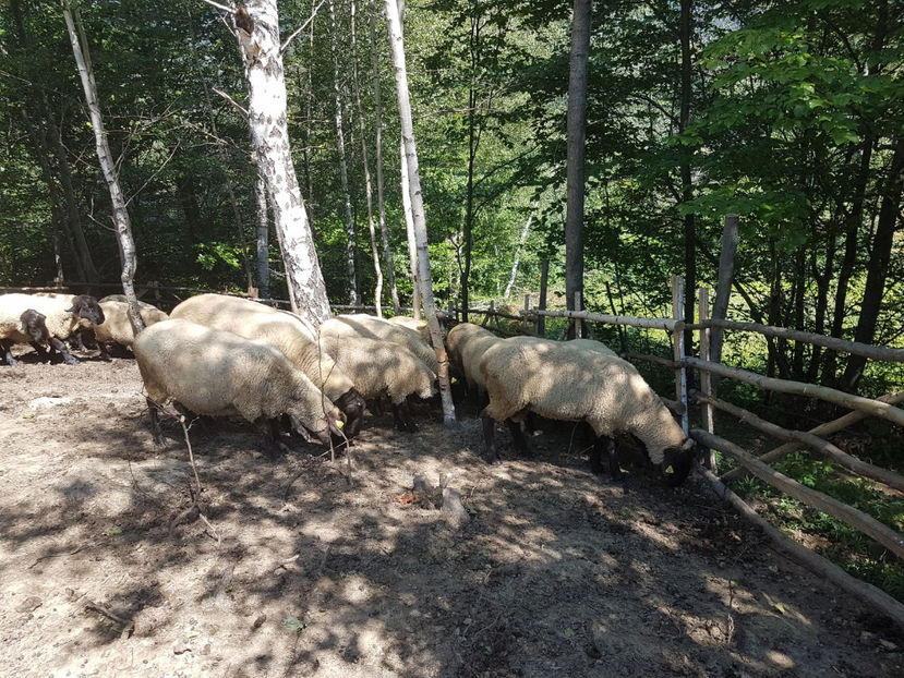 IMG-20170731-WA0021 - Suffolk 2017