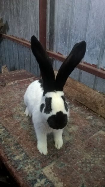 m3 - DE VANZARE-Fluture German